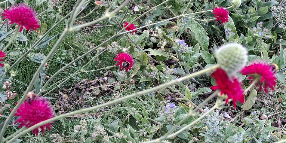 knautia macedonica with bees