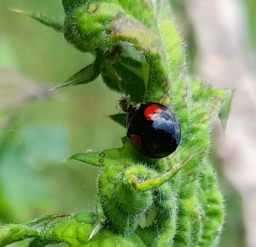 ladybird