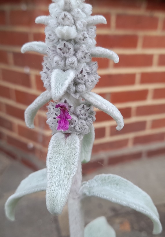 lamb's ear stachys byzantina