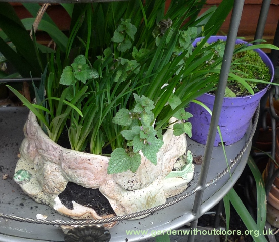 SylvaC pot with frogs and lizard
