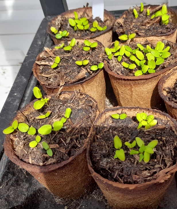 larkspur seedlings