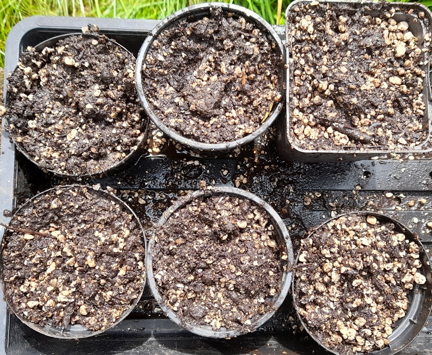 larkspur seedlings