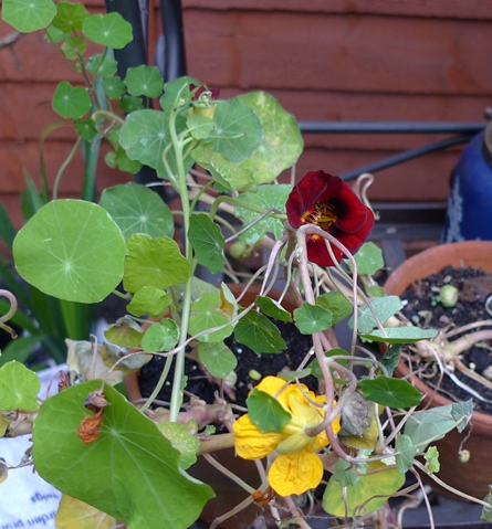 nasturtiums