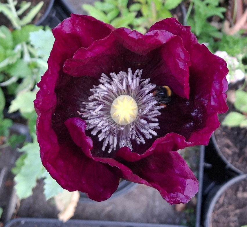 laurens grape poppy with bee