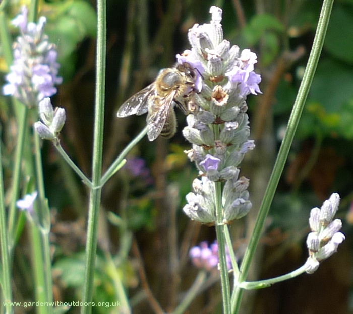 lavender with bee