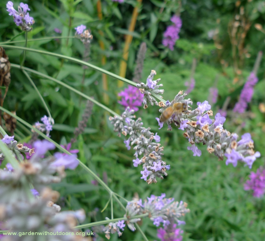 lavender with bee