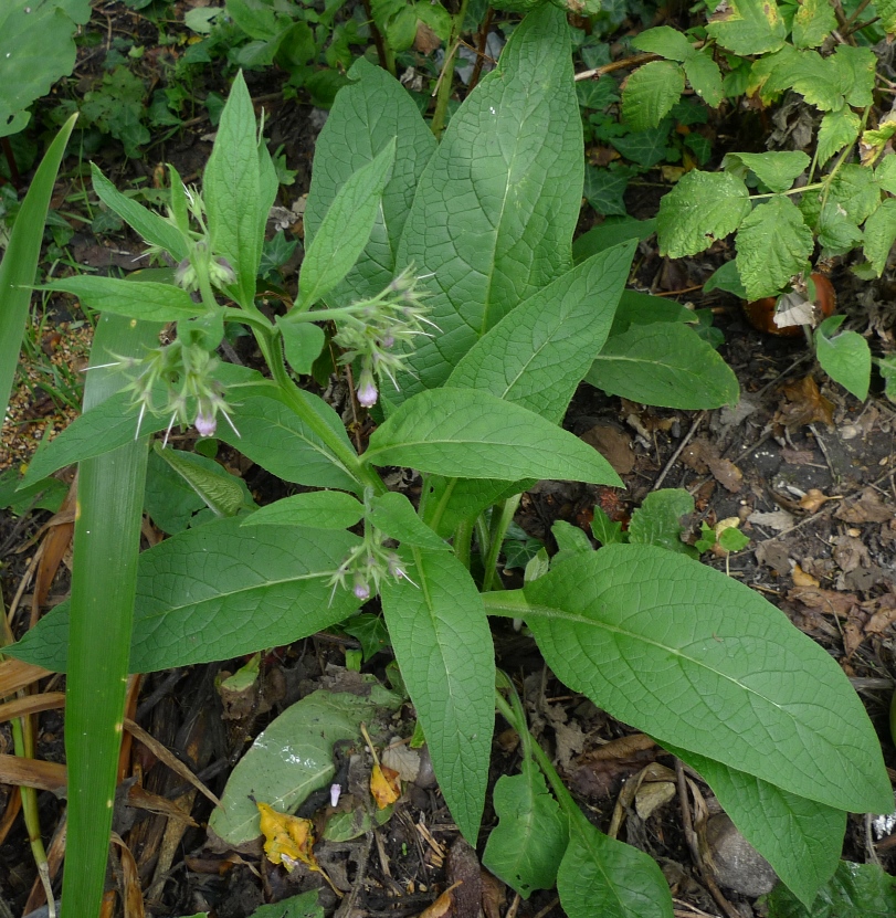 comfrey