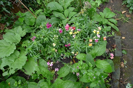 snapdragons in bloom