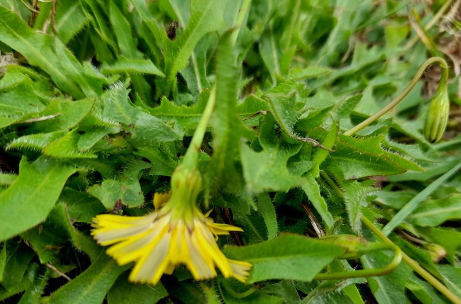 lesser hawkbit Leontodon saxatilis