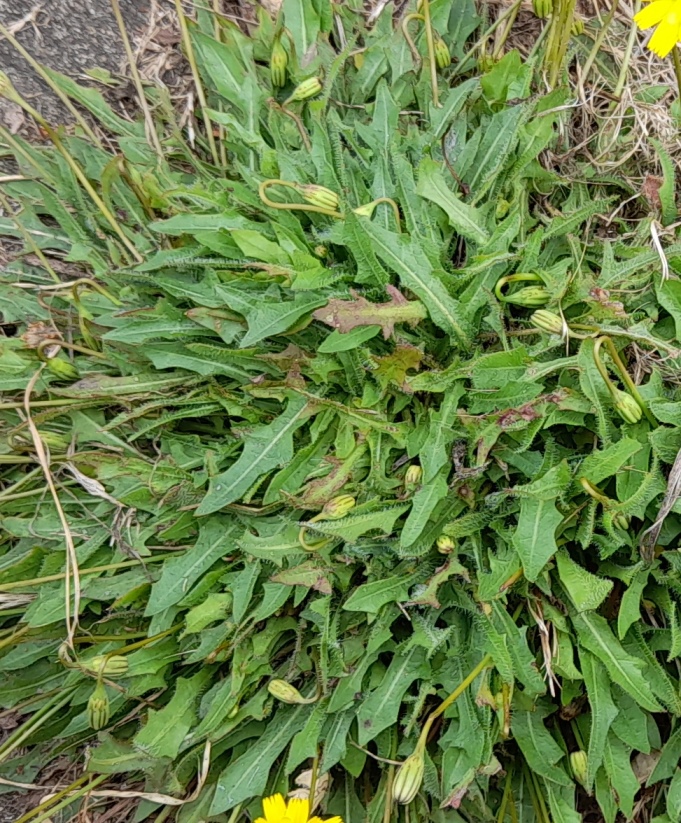 lesser hawkbit Leontodon saxatilis