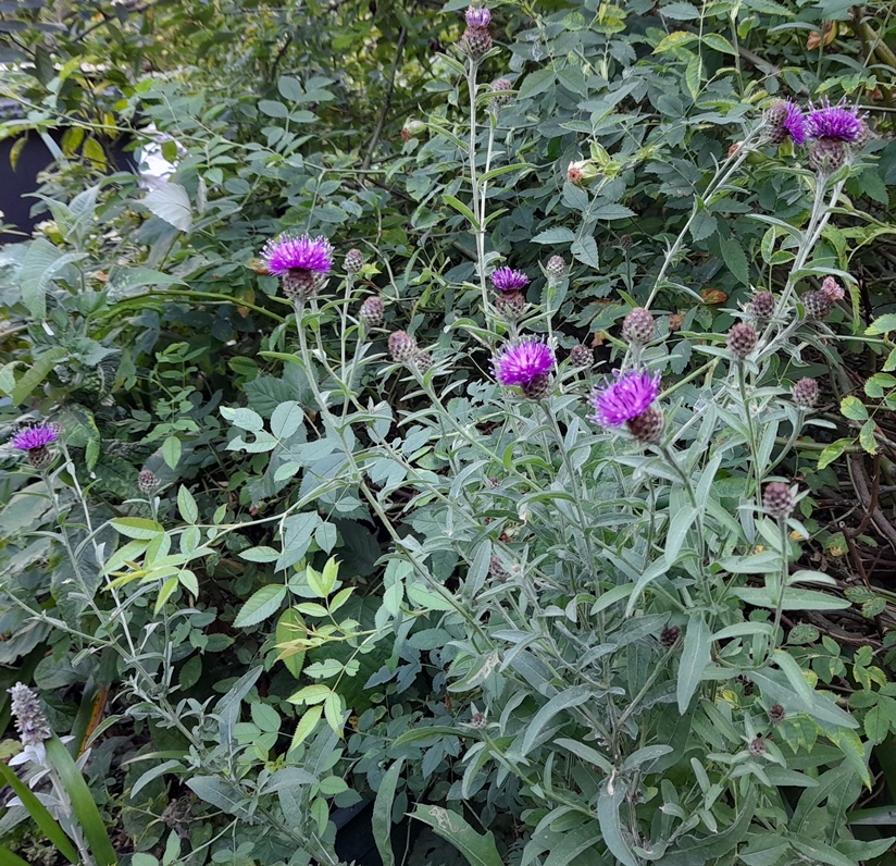 lesser knapweed