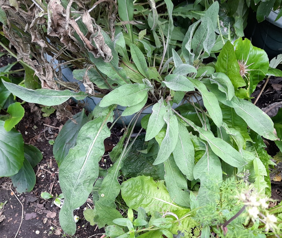 lesser knapweed centaurea nigra