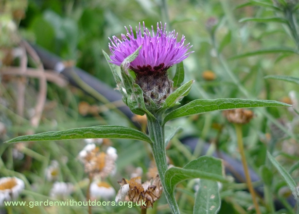 lesser knapweed