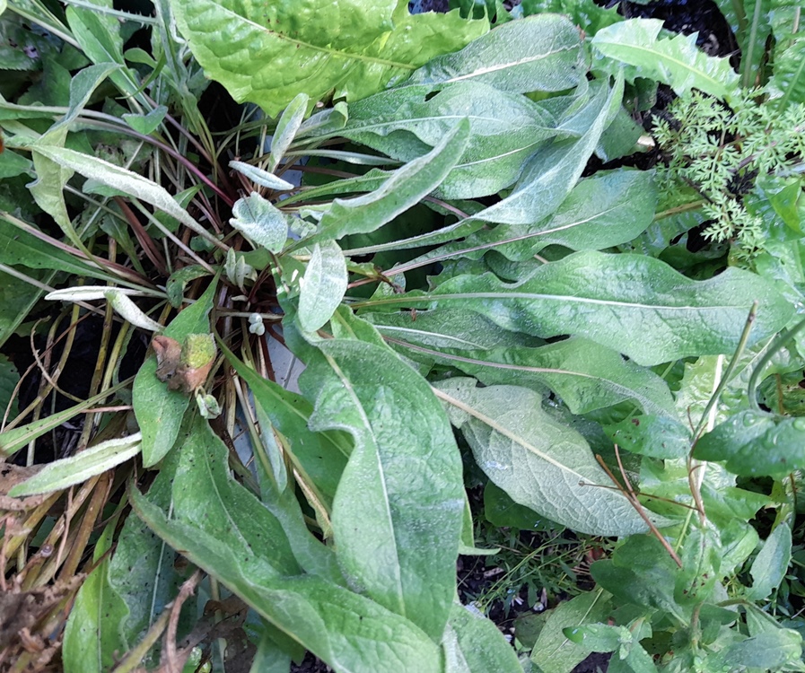 lesser knapweed centaurea nigra
