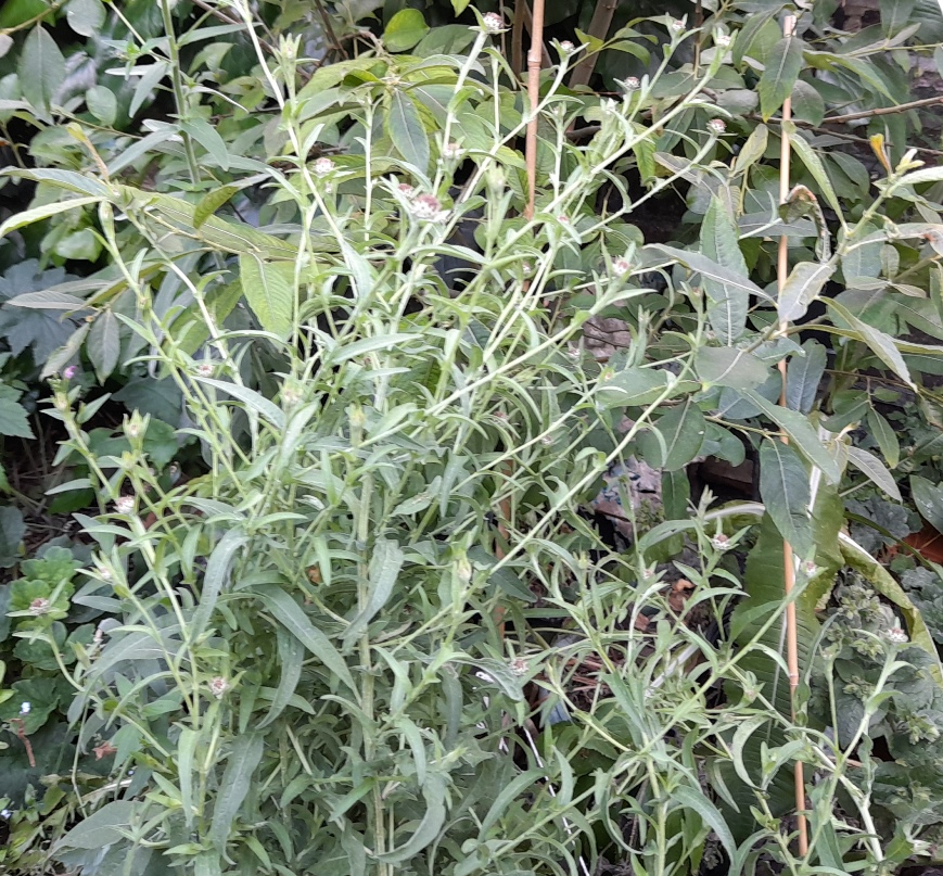 lesser knapweed buds