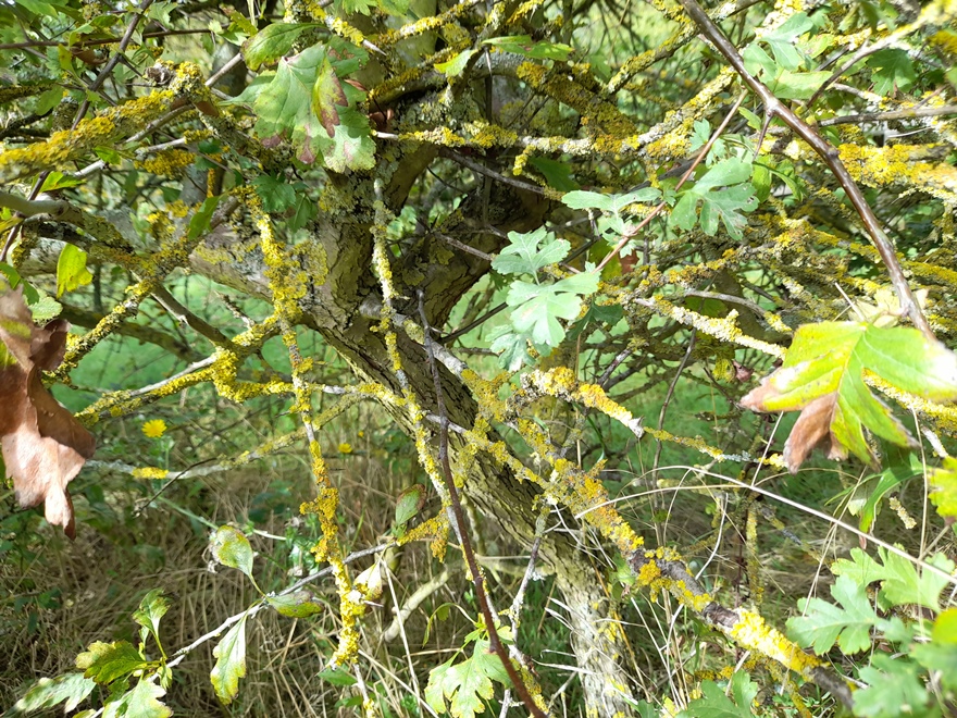 lichen hawthorn