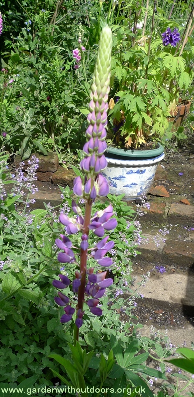 purple lupin