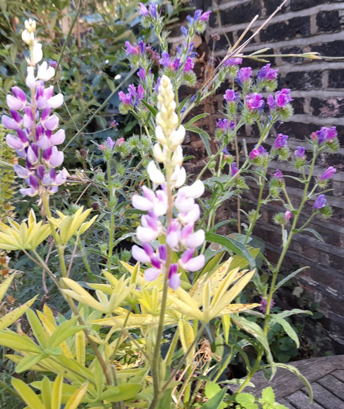 lupins echium Blue Bedder