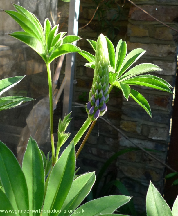 lupin buds