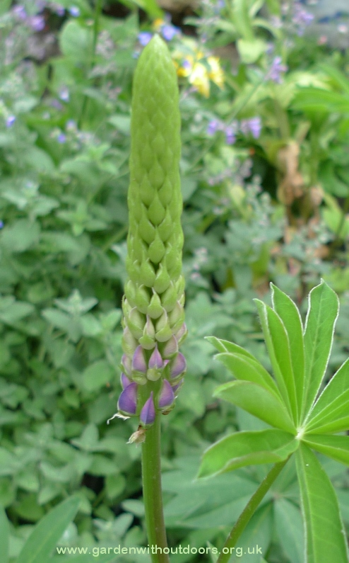 lupin buds