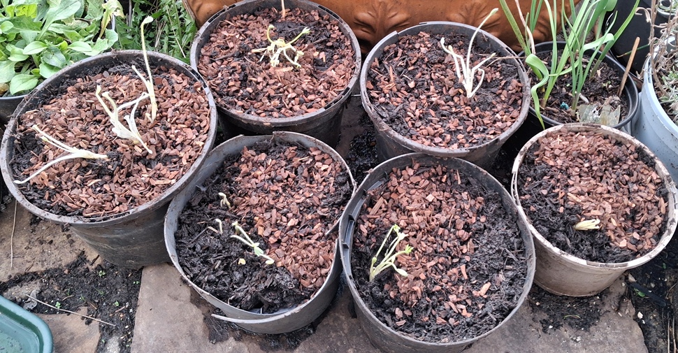sainsbury's lupins potted up