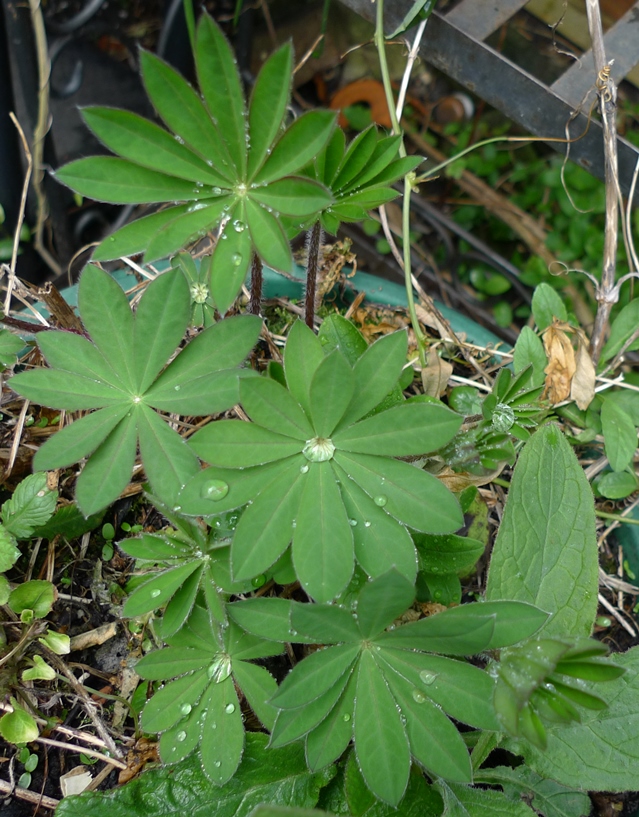 lupins