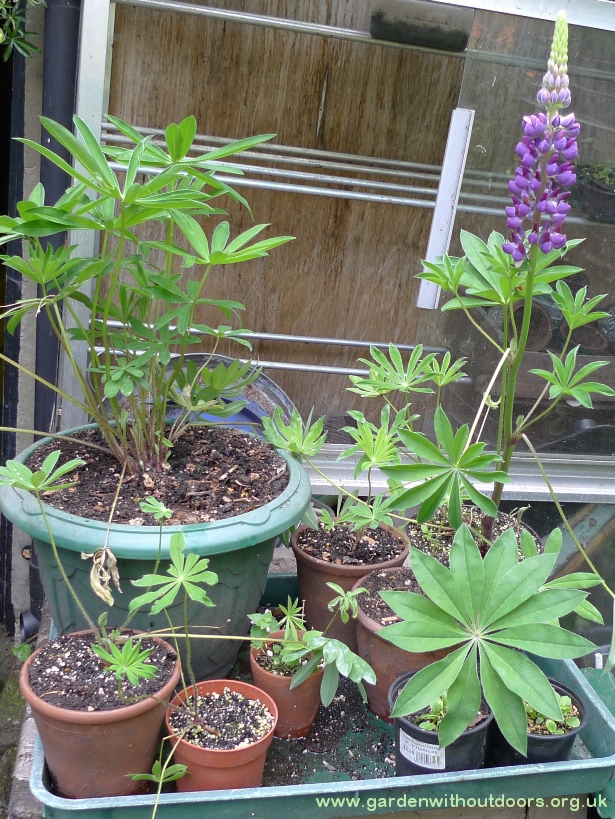 lupins