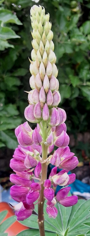 lupins