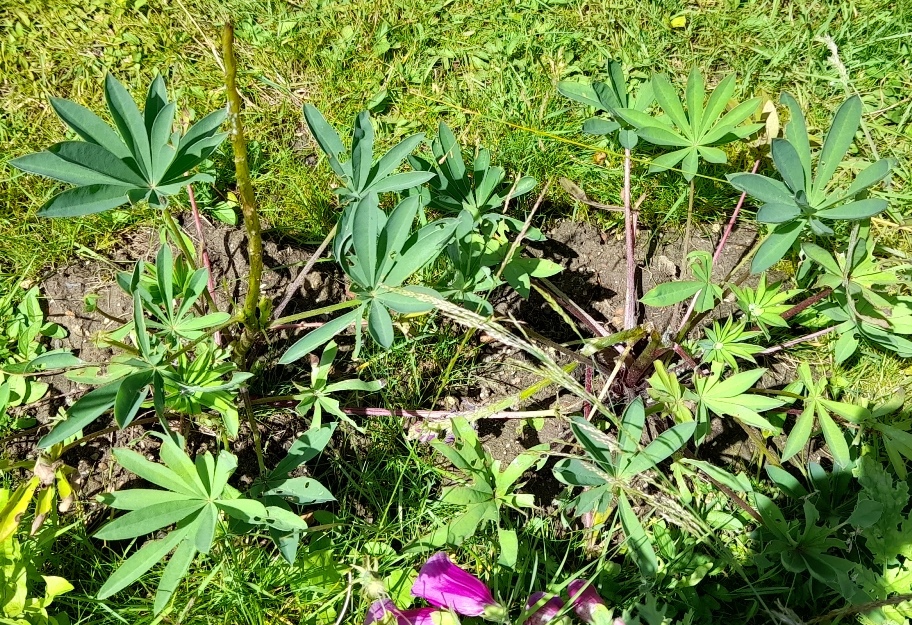 slug-eaten lupin