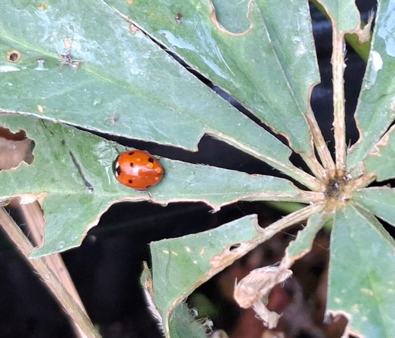ladybird lupin