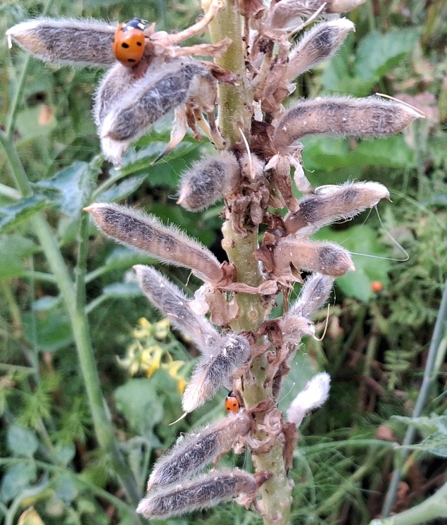 ladybirds lupins