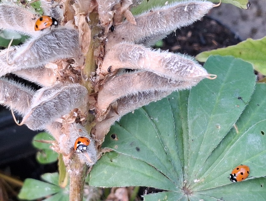 ladybirds lupins