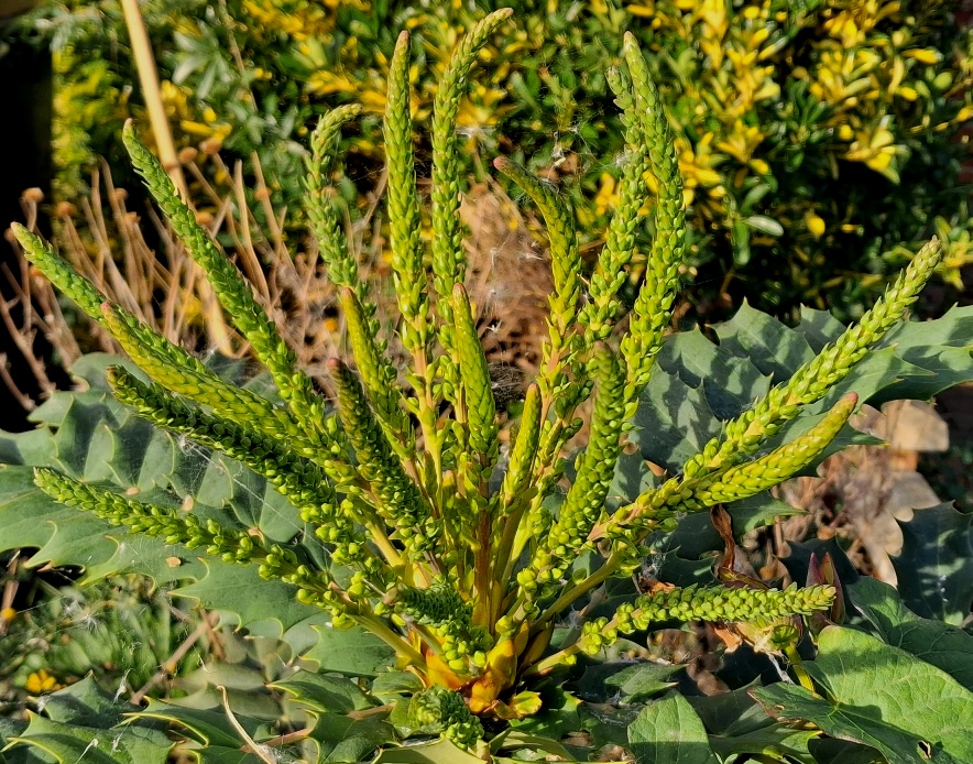 mahonia buds