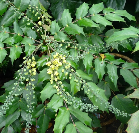 mahonia