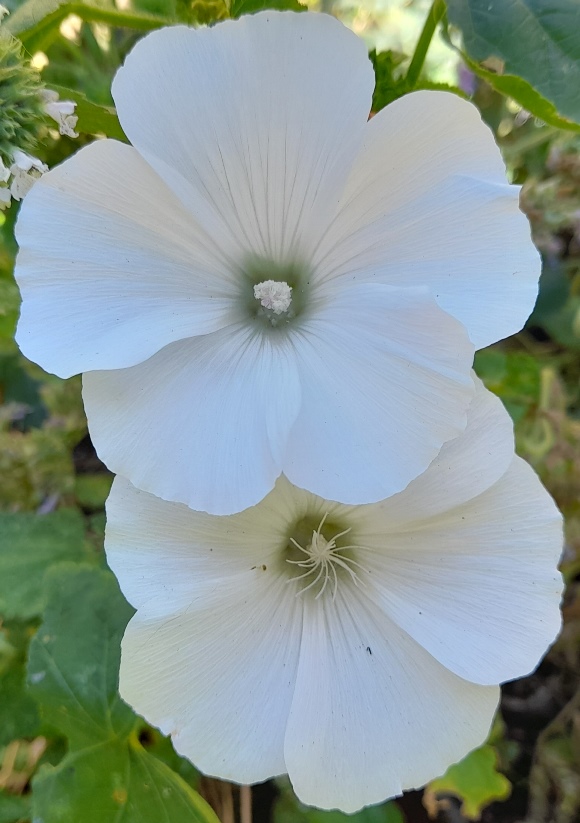 mallow
