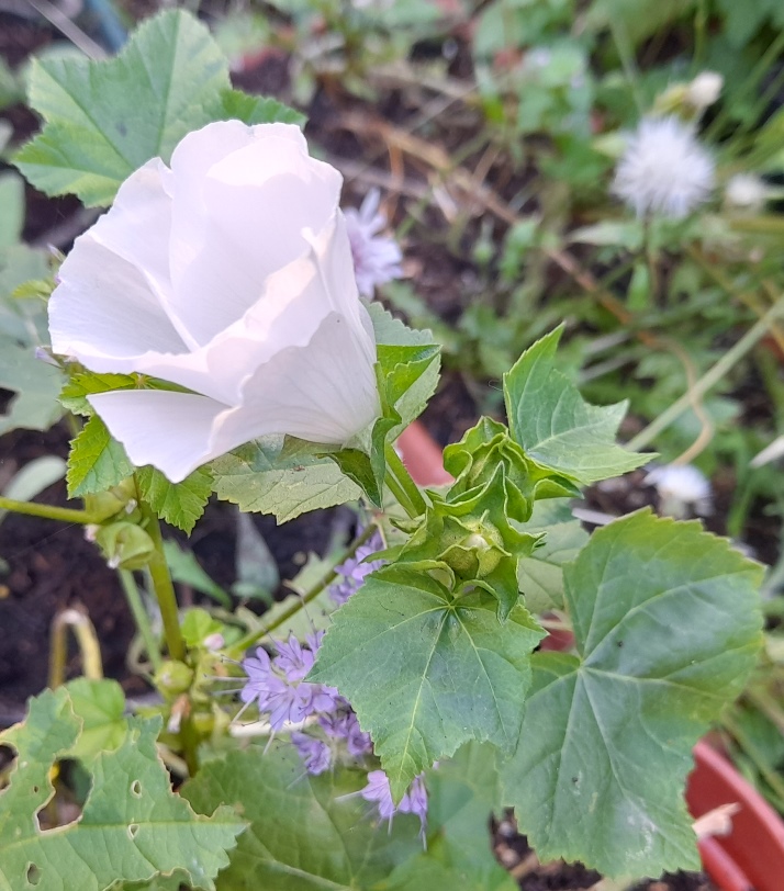 white dwarf mallow