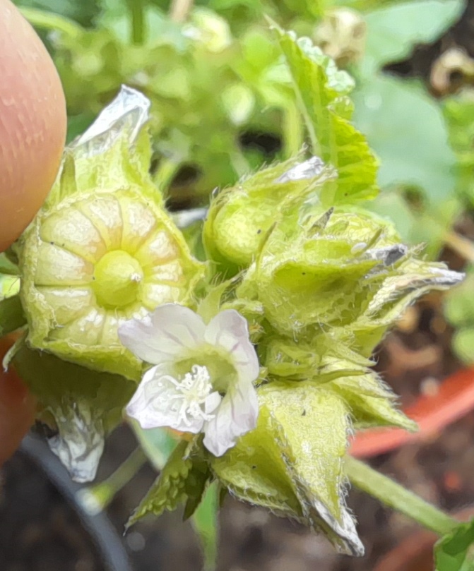 malva neglecta