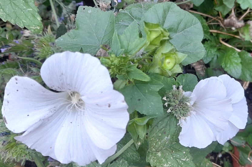 malva trimestris