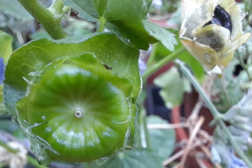 malva trimestris cheese