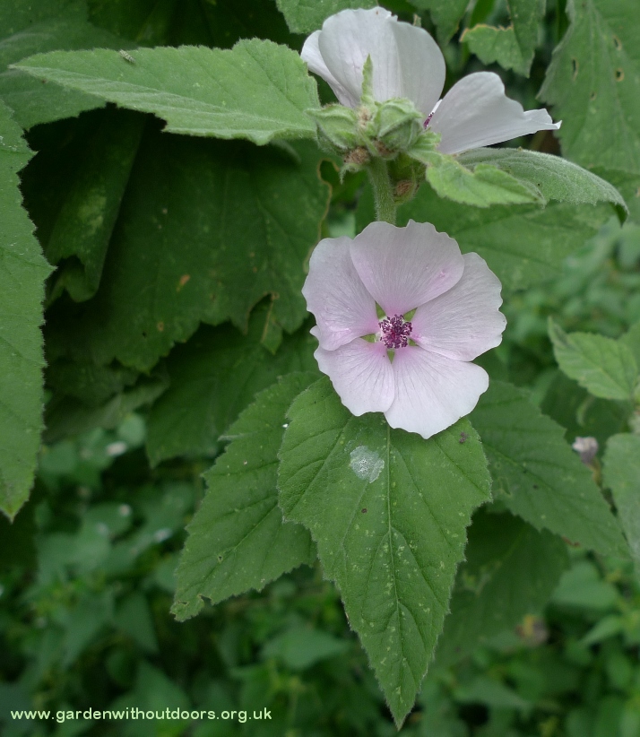 marsh mallow
