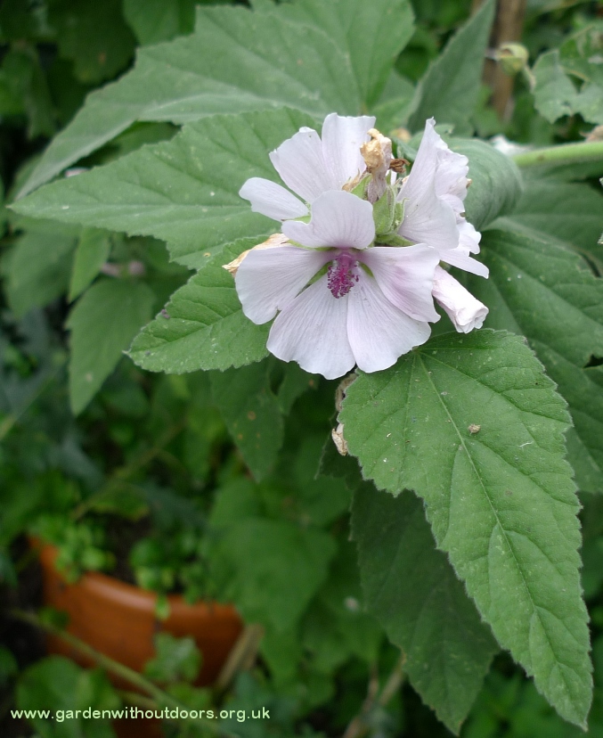 marsh mallow