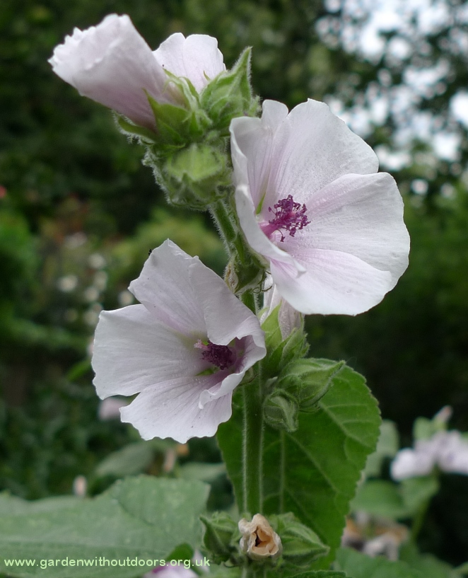 marsh mallow