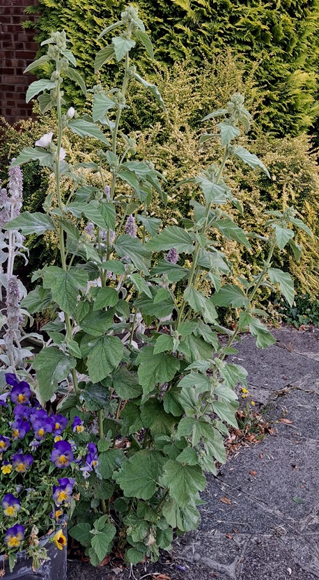 marsh mallow althaea officinalis