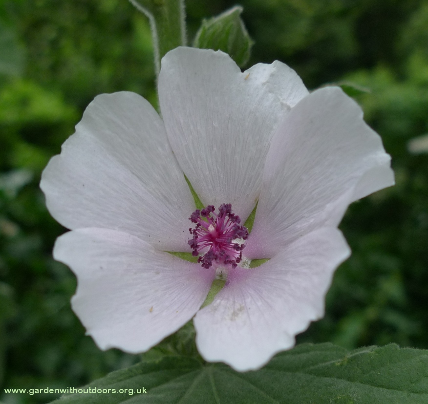 marsh mallow