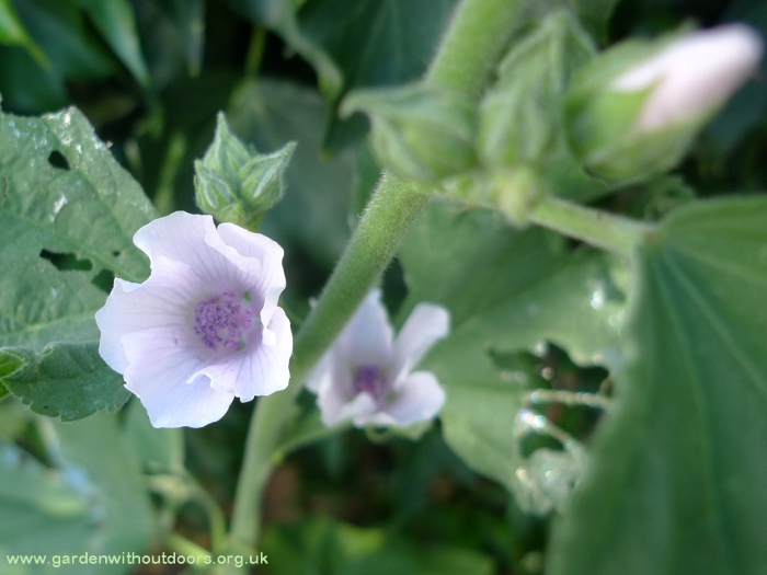 marsh mallow flowers