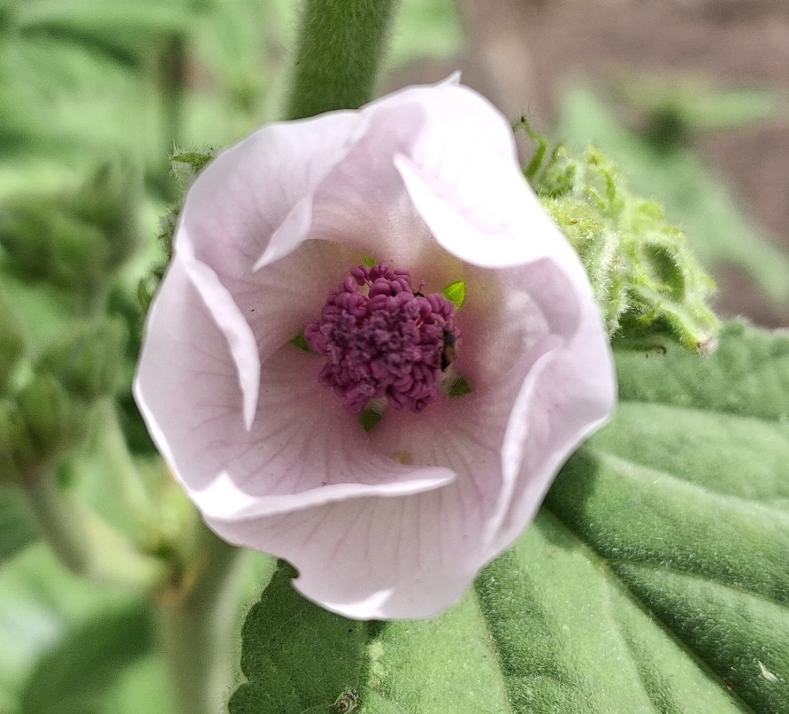 marsh mallow althaea officinalis