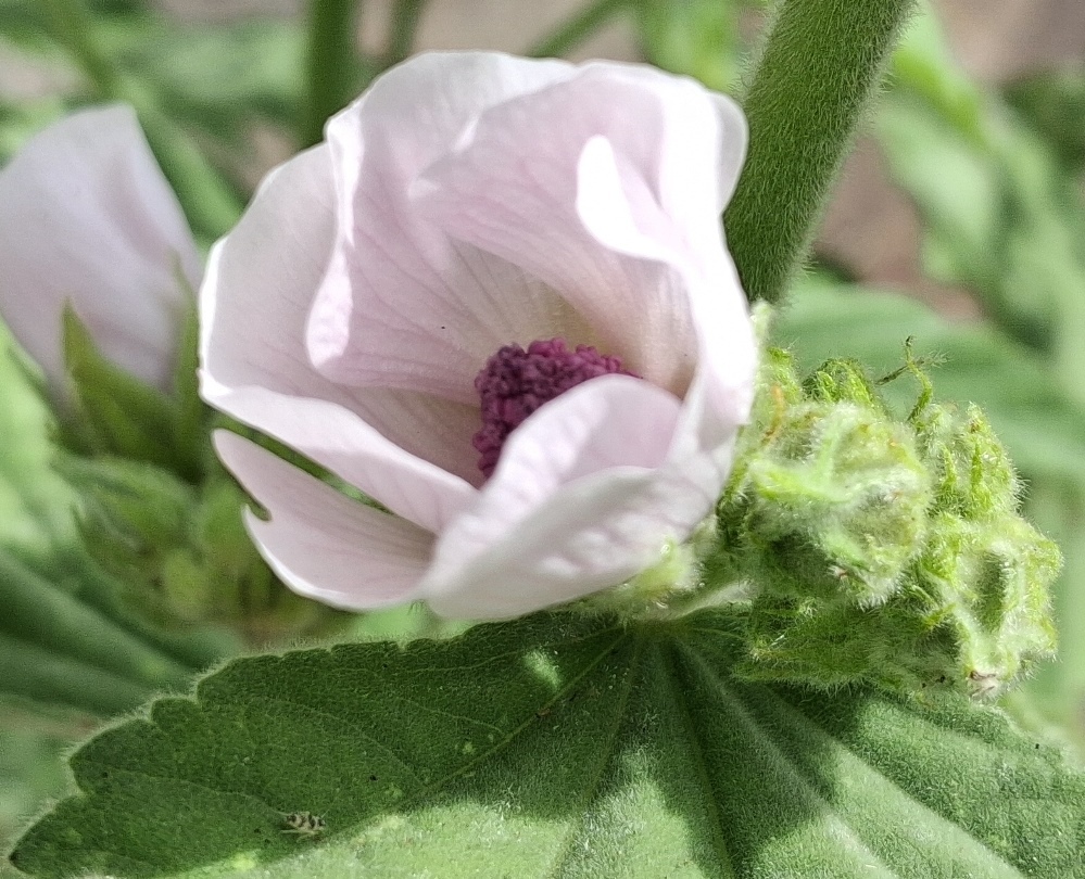 marsh mallow althaea officinalis