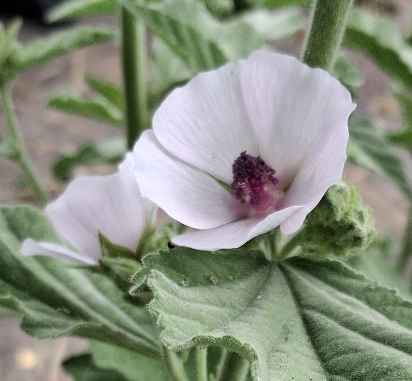marsh mallow althaea officinalis