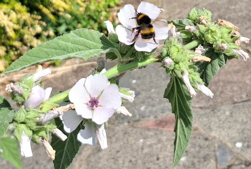 marsh mallow bee
