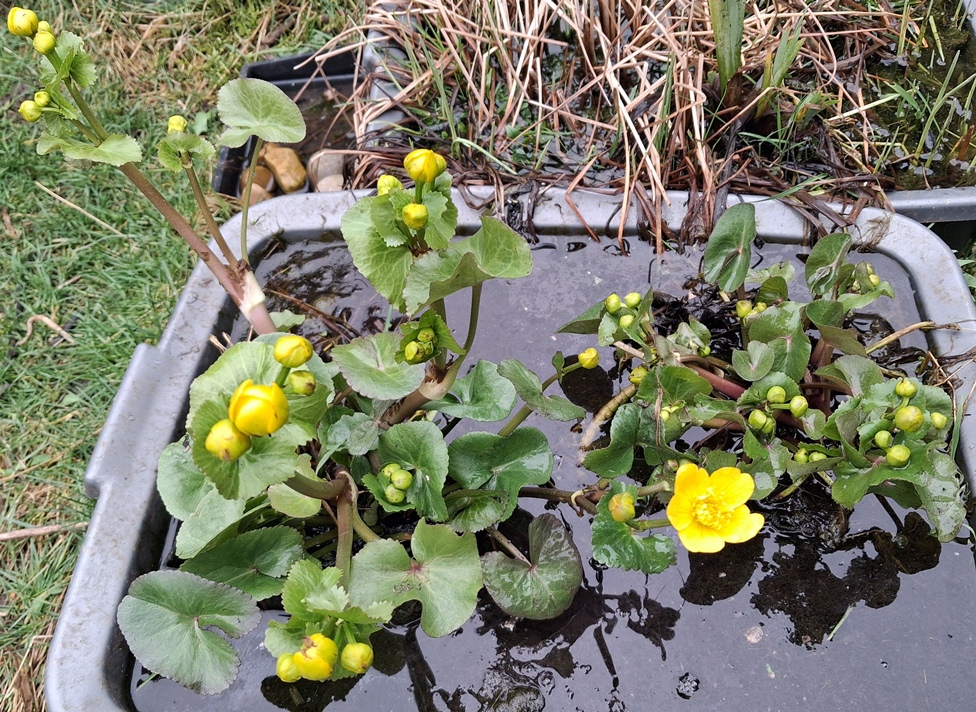 marsh marigold